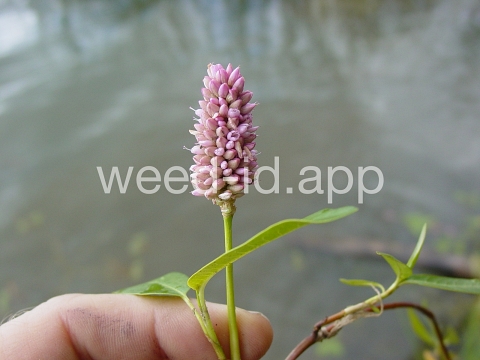 smartweed, water